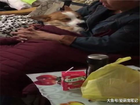 当初极力反对我养狗的妈妈, 喂养狗子三个月后, 柯基不是我的了!