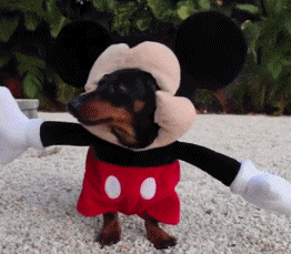 对于新手来说, 饲养这5种狗狗就是一场噩梦, 最好想清楚!