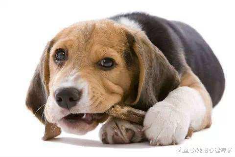 辟谣! 吃生骨肉的狗更容易咬人? 正确喂养还有意想不到的效果