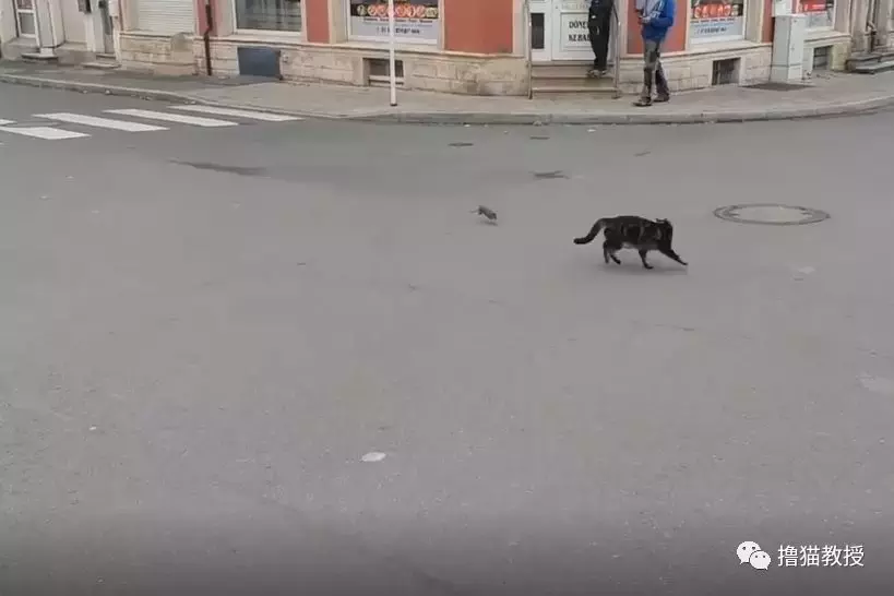 猫咪看见对面有老鼠, 毫不犹豫就冲过去可最后这结局是怎么回事?