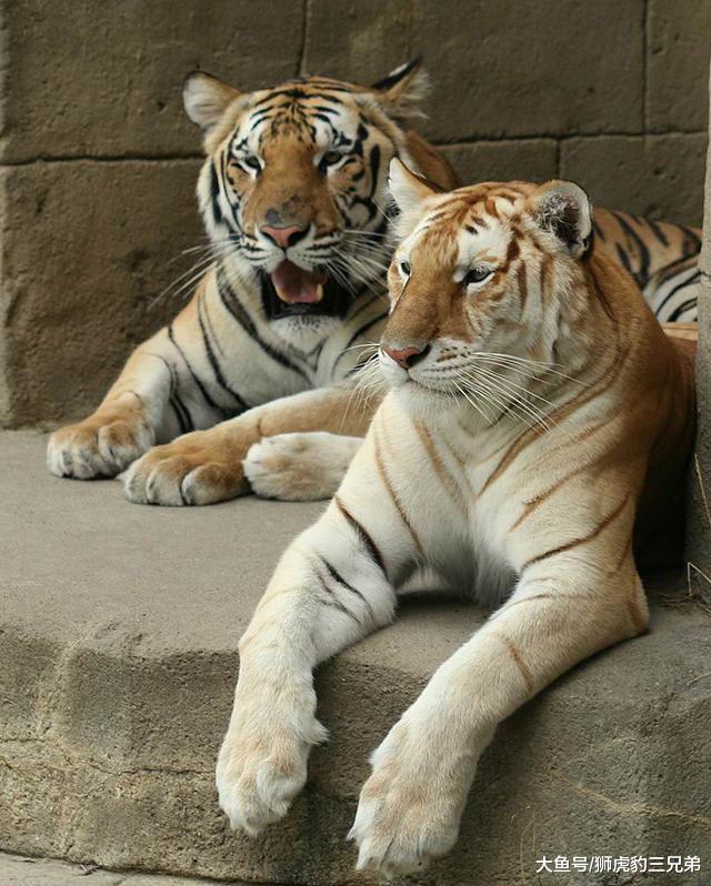 这种大猫是孟加拉虎的“最美变异”, 除了颜值高, 体型也更大
