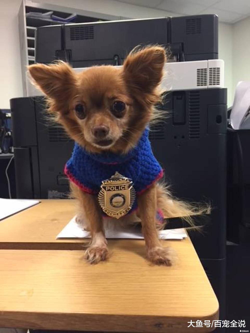 吉娃娃和泰迪都能当警犬? 盘点10种最常见的警犬, 你家狗上榜没