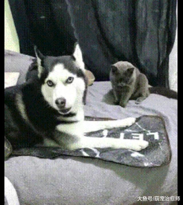哈士奇莫名其妙被猫打了一顿, 它对主人委屈的叫: 你为我做主啊!