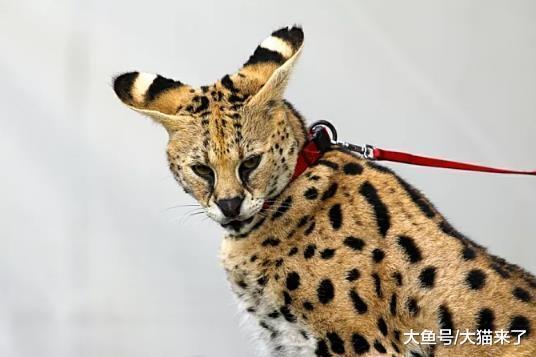 在中国私人可以饲养的猫科动物只有家猫? 其实这些大猫也可以饲养