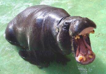 地球上10大最致命的动物, 鲨鱼第十, 鳄鱼第四, 蚊子居榜首