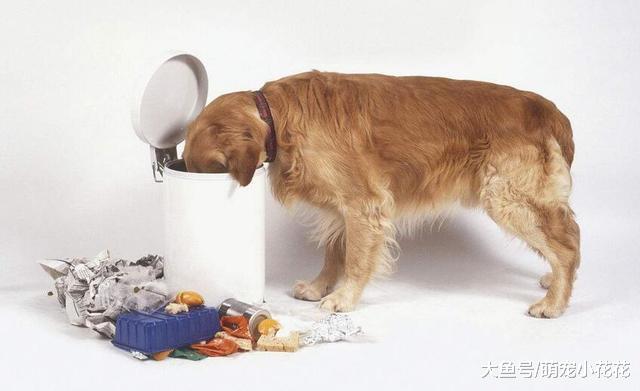 劝你不要这样养“金毛犬”, 不然它的寿命最少短5年!