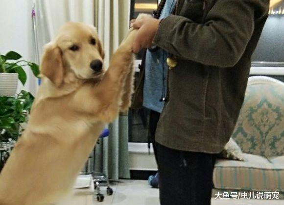 毛五个月突破60斤, 这长肉的速度也太快了吧!