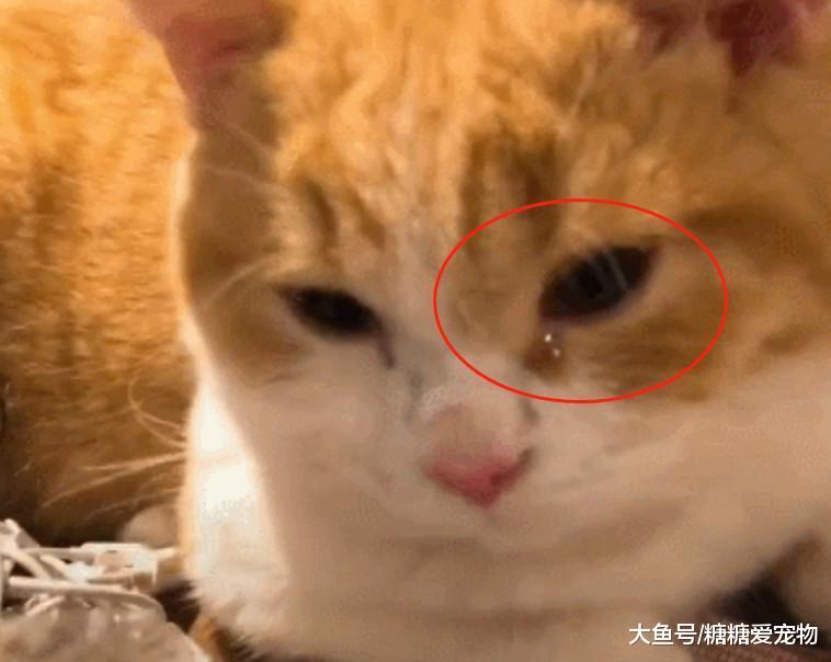 橘猫盯着主人切洋葱, 突然就泪流满面了, 猫: 不好! 铲屎的, 有毒