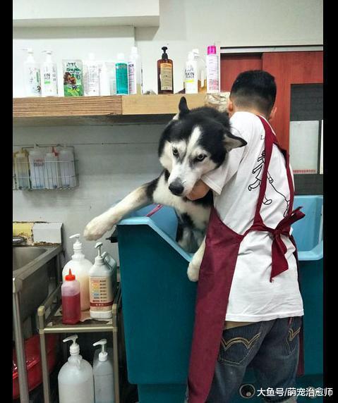 网友带哈士奇去洗澡, 它的表情从开心变惊恐, 默默心疼它一秒钟!