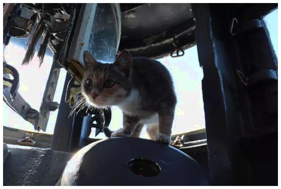 潜艇上的猫咪怀孕了, 海军家属们却吃醋了: 小猫咪分不匀!