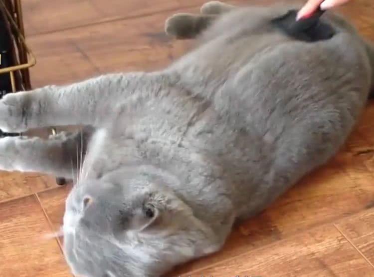 独居奶奶帮养蓝猫, 一个月后奶奶要求接回去, 原因让主人实在无奈
