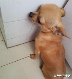 狗狗头抵墙认错? 狗狗可能不是在装可怜认错, 而是因为脑袋不舒服