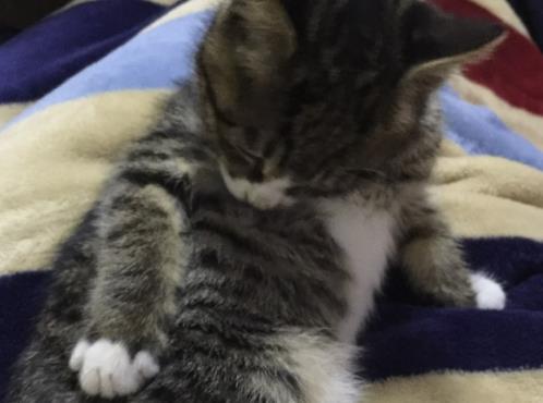 主人舍不得猫咪, 把猫咪装在校服里去上课, 小模样萌化众人