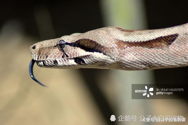 滑溜溜的蟒蛇原来是这样啪啪啪的? 它们是这样追老婆的啊