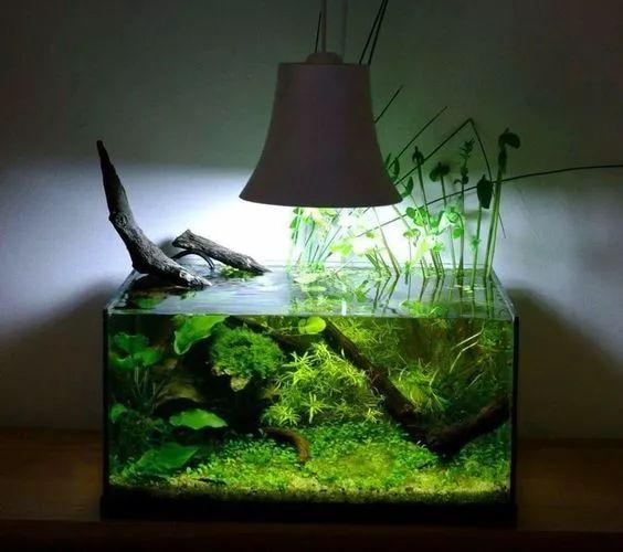 试了几个尺寸的鱼缸, 还是60的性价比高