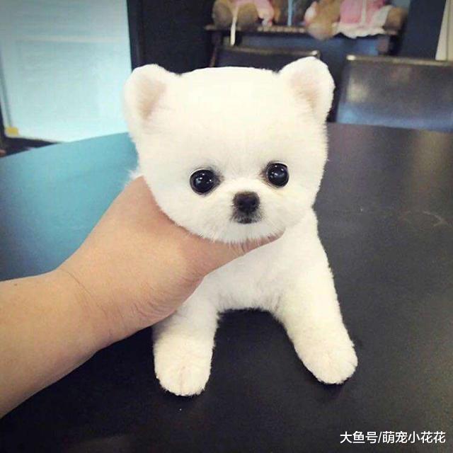 最长命的5大狗狗, 死亡率降低, 你家排第几?