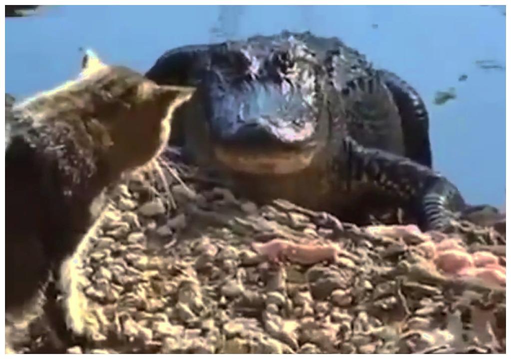 主人想给鳄鱼安个家, 才放到家门口, 就差点让它“遭了殃”!