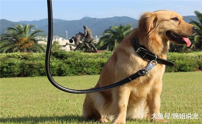 错误的5种遛狗方式, 尤其是第五种, 还不如不养