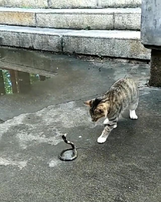 猫猫大战眼镜蛇, 场面惊心动魄, 结果却出人意料