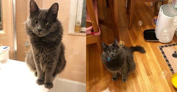 跟屁猫被领养超黏人! 妈妈洗澡见巨大猫影吓坏: 有偷窥狂