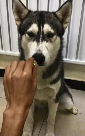 二哈不肯吃药, 铲屎官只好掏出了刀! 二哈: 呵呵, 来啊