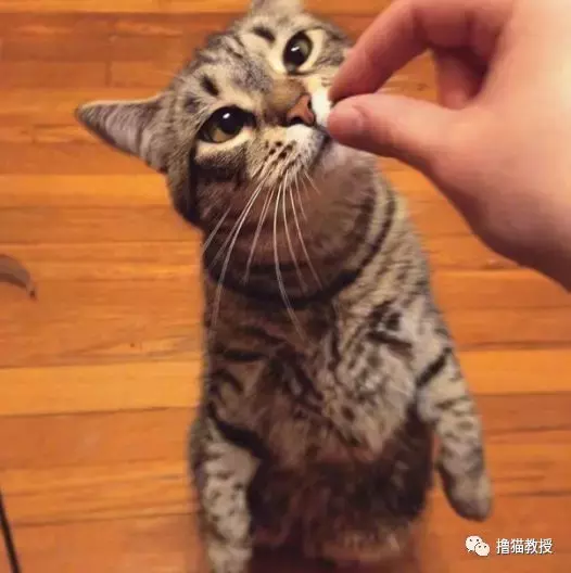 这是什么沙雕猫咪混合物? 连猫都认不出自己啦