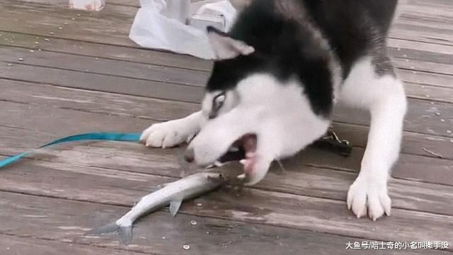 钓鱼的刚把鱼钓上来, 二哈就来打劫了, 二哈你胆子可够大的啊