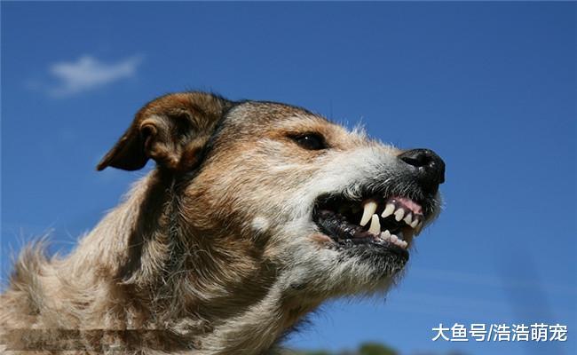 狗狗对你凶的有四点原因, 都跟主人有关系, 可能它没把你当主人