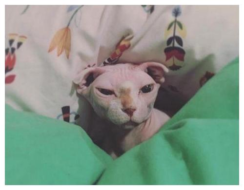 这种无毛猫“自带治愈系技能”, 网友: 它影响了我对猫咪的审美观