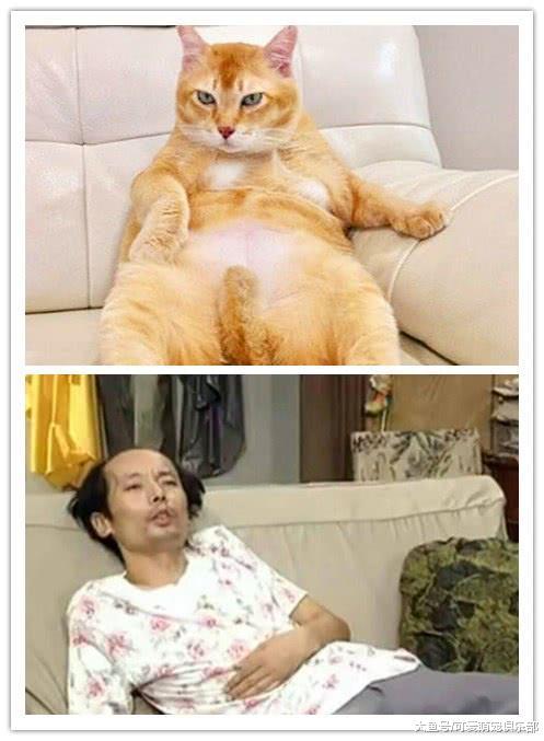 吐槽橘猫一旦吃饱, 姿势就会很奇葩, 却不料晒出的照片让人爆笑!