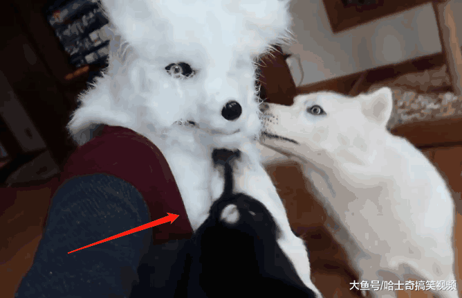 小哥戴上狼头套, 二哈以为是“首领”来了: 我带你拆家