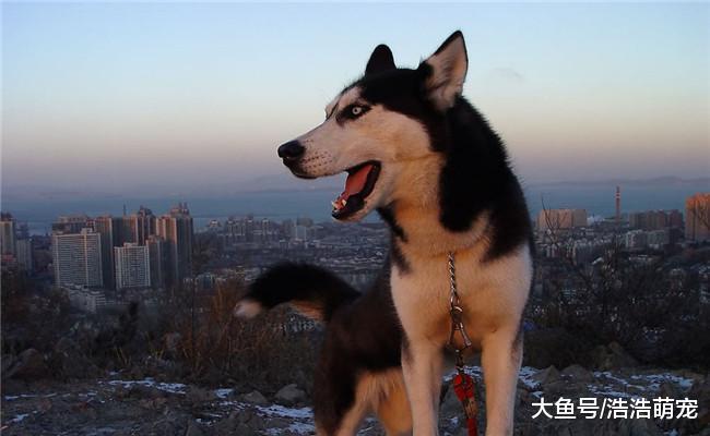 能让你“破产”的5种狗, 家里条件不好的人不要养, 尤其是第三种