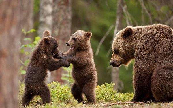 外国人都喜欢养什么宠物, 外国人的宠物绝对让你意想不到