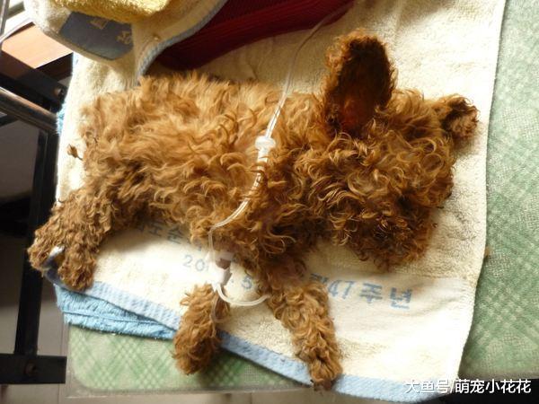 这6种食物, 千万不要让泰迪犬吃, 足以致命!