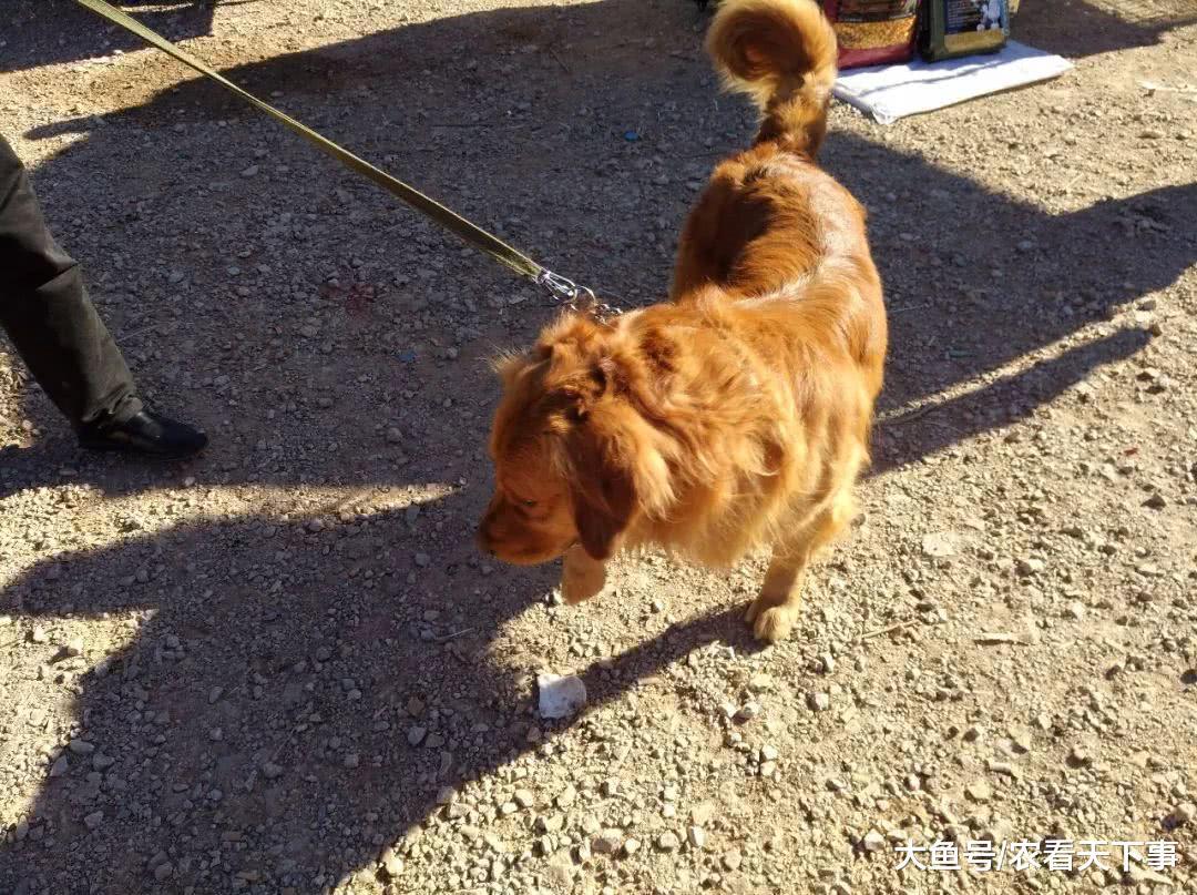 商贩售卖金毛寻回犬品相不错, 开价1500元还送狗粮!