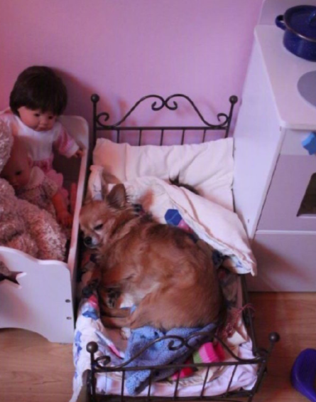 狗狗: 主人我走了, 你们晚安, 我不能再陪伴你了