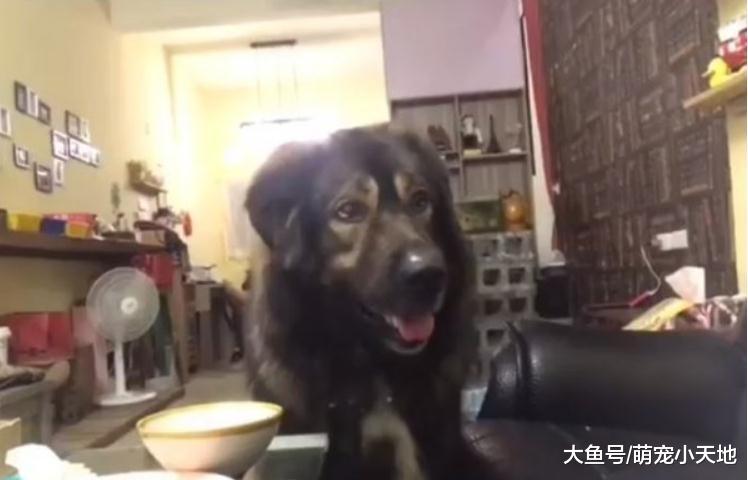 讨肉肉又怕吵到主人, 80KG高加索自动转成静音模式, 乖巧模样超萌