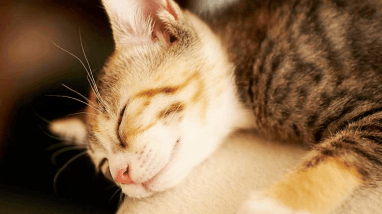 其实养猫坑不少, 遇到这几个你跳得心甘情愿