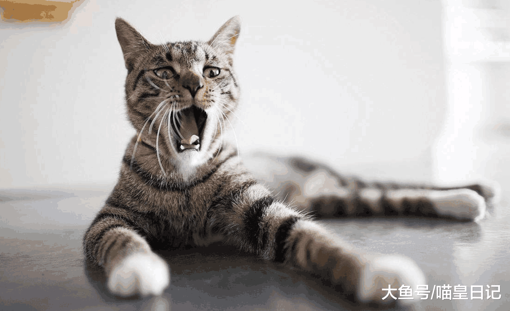 怎样呵护喵星人的皮肤健康? 日常生活中你需要注意这三点!