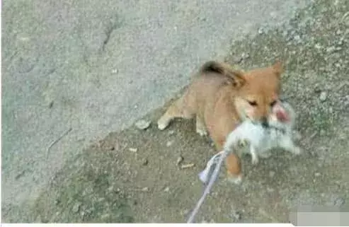 黄狗口中咬着个长尾巴的家伙, 上前仔细一看, 主人: 猫可以不要了