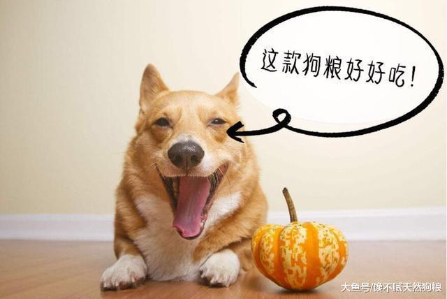 为什么柯基犬喜欢用屁屁向着你, 并不只是它屁股大的原因!