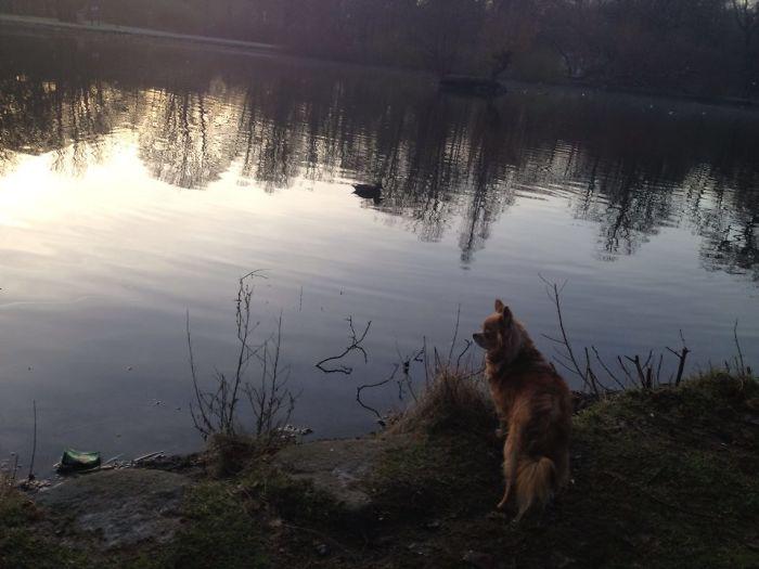 我的狗在她11岁生日时离开了, 这是她一生的故事, 再见我的伴侣!