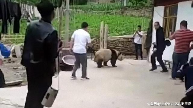 家里进熊猫了怎么办? 全村的人都来我家拍照, 是不是考虑收门票了