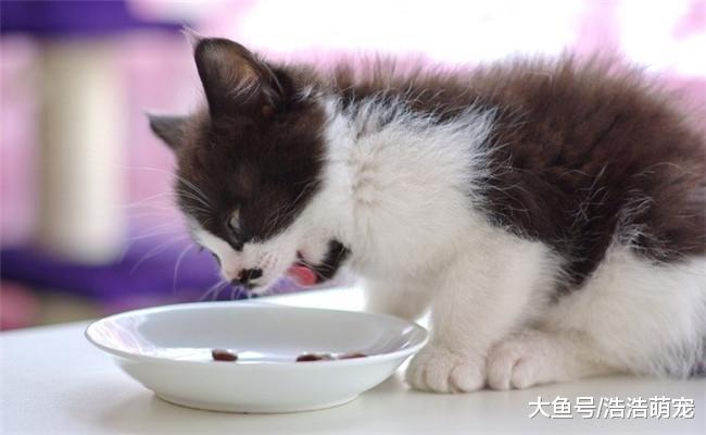有5件事不能对猫咪做, 第一个它会伤心, 第五个它和狗狗都害怕