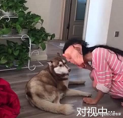 万圣节主人带着魔鬼面具吓二哈, 丈夫看到后: 人和狗总要疯一个