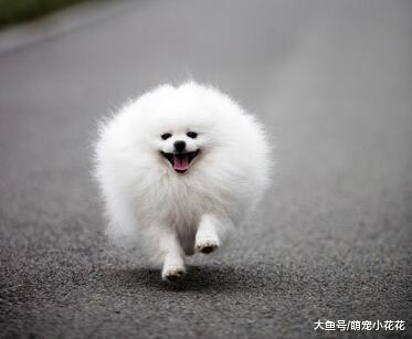 博美犬“害怕”的5件事, 你家的占几个?