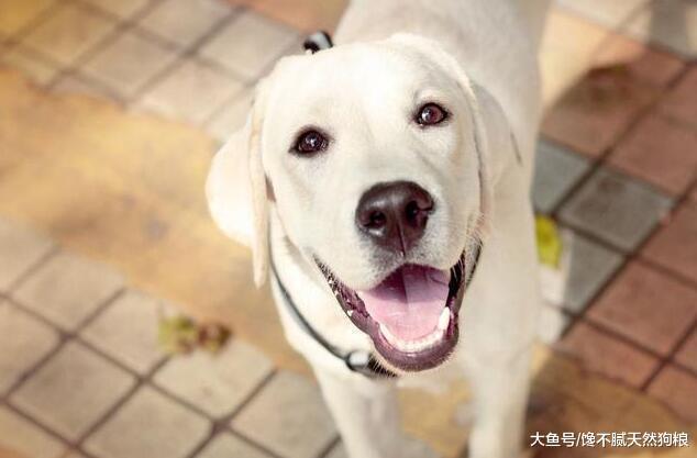 对于新手养狗, 请你一定要记住这5点, 对狗狗有益处!