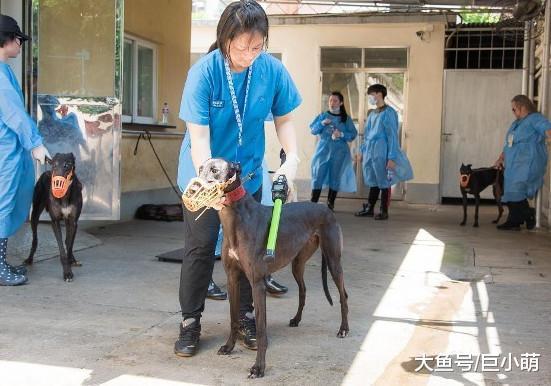 400只灵缇无人领养, 200只赛犬患牙周病, 委员会拒绝治疗想坑饲主