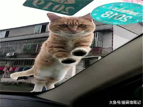 网友开车被一只霸气的流浪猫碰瓷, 猫: 开车门, 准你做我的铲屎官