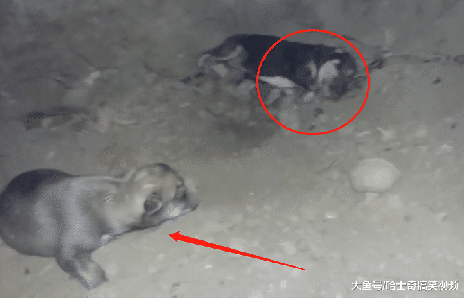 二哈走丢两个月, 主人找到它时已经生了娃, 结果只存活一只